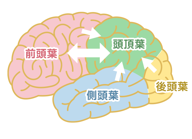 脳の働きとの関係